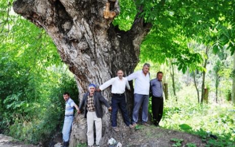 Çamoluk'ta 8 adet anıt ağaç tesbit edildi.