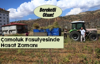 Çamoluk Kuru Fasulyesinde Hasat Zamanı.Çamoluk Kuru Fasulyesinde Hasat Zamanı.